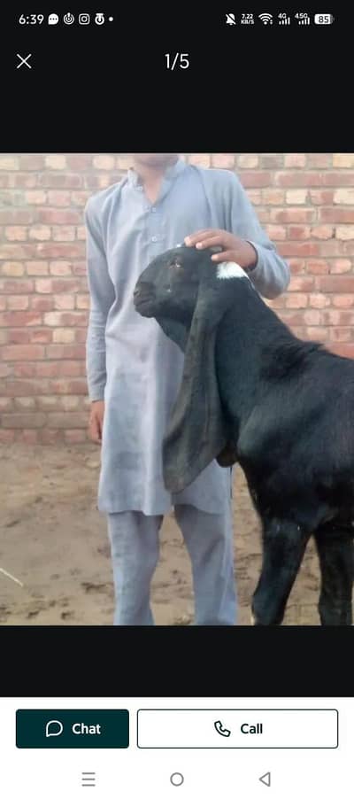 Pure Beetal D Face Breeding Kids for Sale - 50 Inch Bloodline`