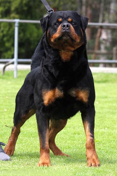 Dogs pair