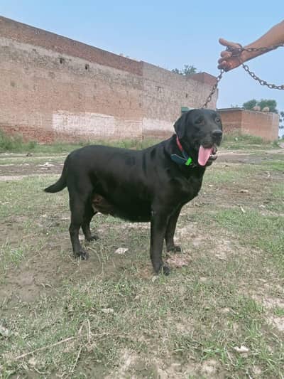 Female Labrador– Healthy & Friendly Labra dog