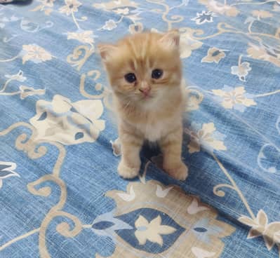 Persian Kitten