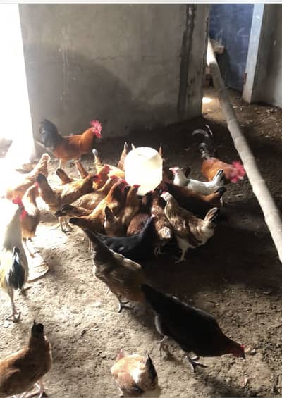 Desi golden misri