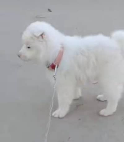 Russian dog puppy for sale vaccine mukammal Porter train