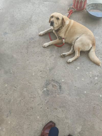 Pure Labrador Dog Jack for Sale – Passport & London Visa Available