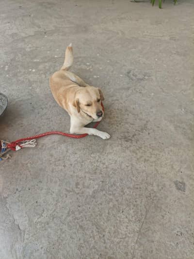 Pure Labrador Dog Jack for Sale – Passport & London Visa Available