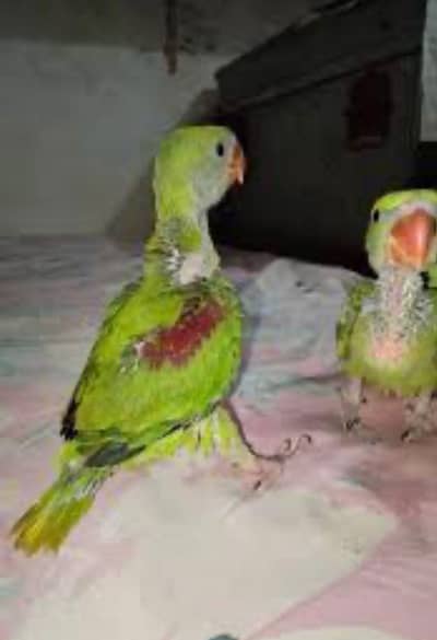 raw parrot hand tame