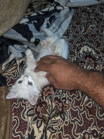 kittens pair white