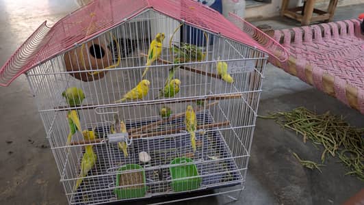 Beautiful, Healthy Parrots Available Now.
