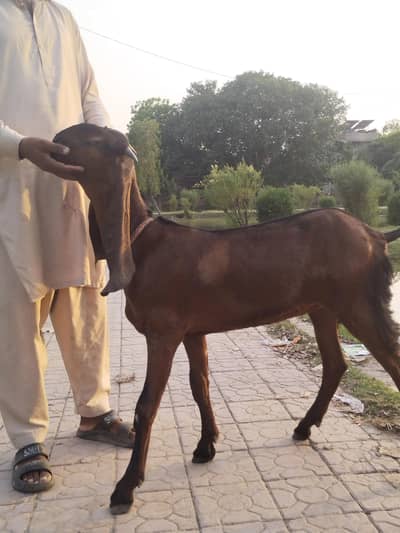 Masha Allah puer Nagri path for sale