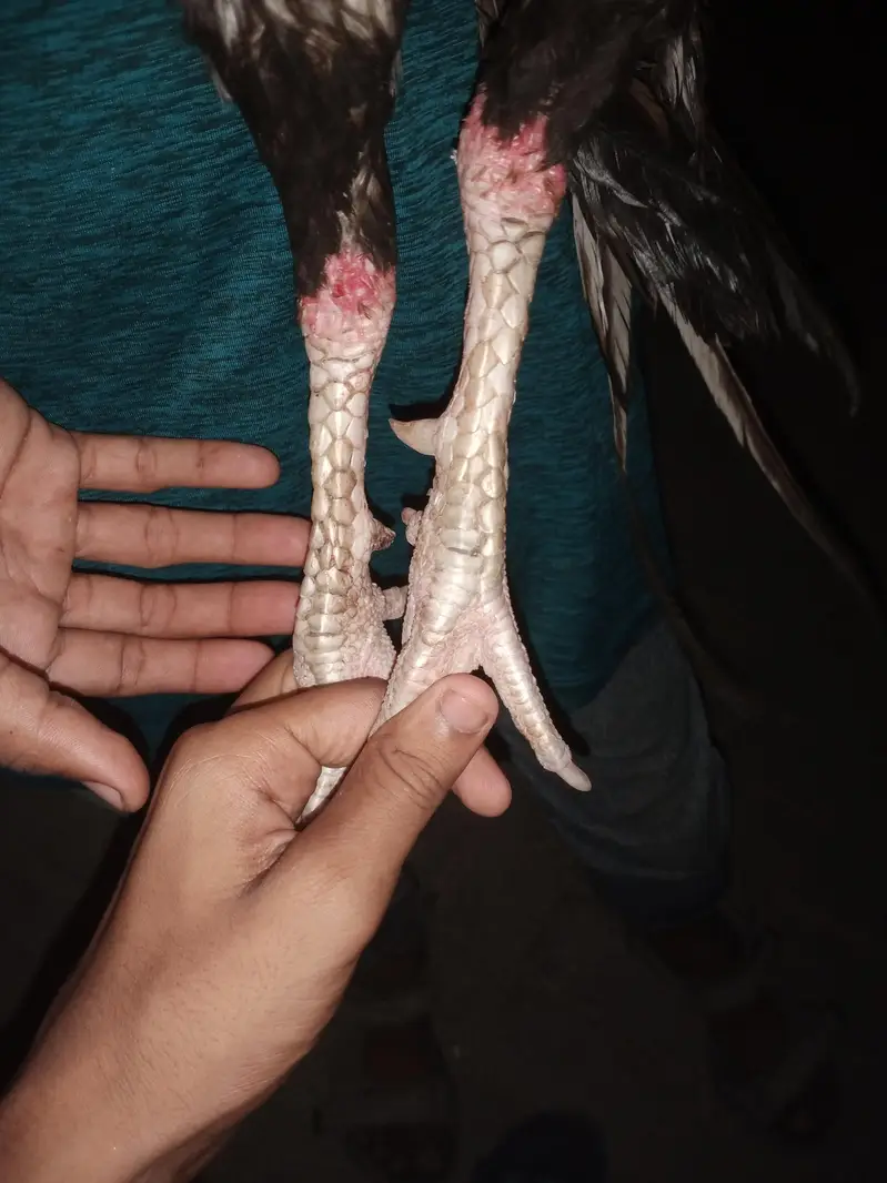aseel murga ha vip nasal ka ha Jo Lara k le ga os k rate aalag ho ge — photo 2