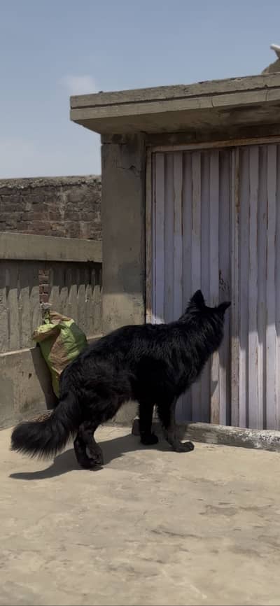 Black German Shepherd