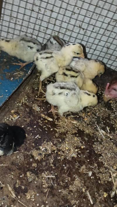 bermi quality chicks healthy and active