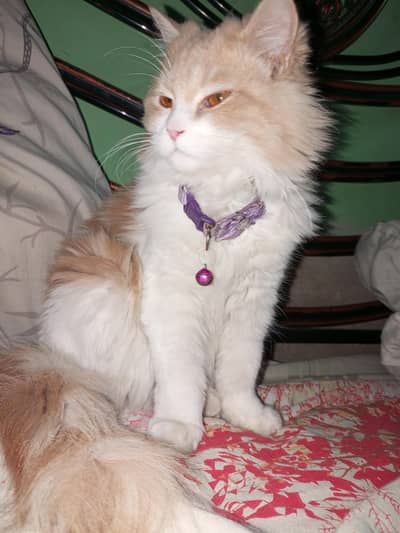 parsian cat for sale female