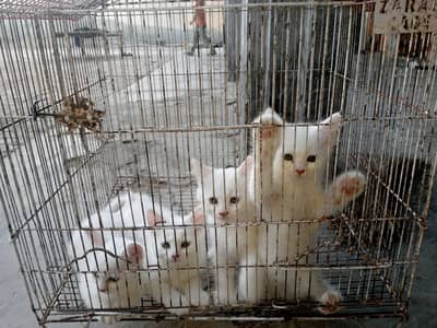 Russian kitten pair