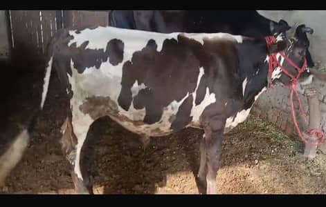 Jersey Friesian Wacha / Bull for sale