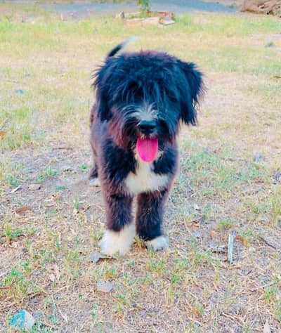 poodle ( black and white )