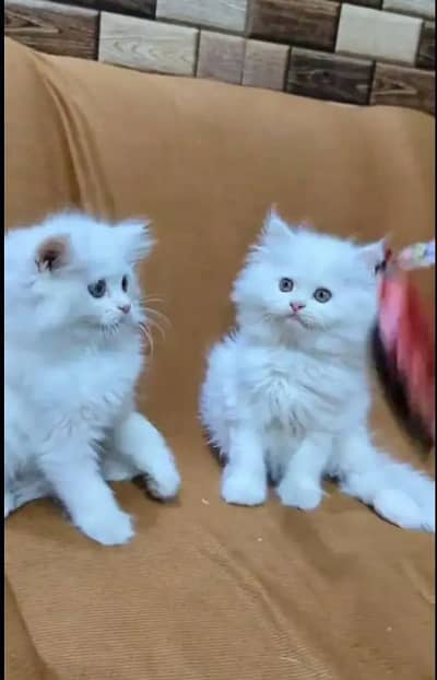 Persion Cat 2 month age My WhatsApp Number 03296428873 for sale