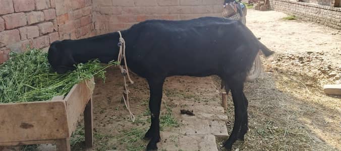Desi beatal cross goat for sale !!