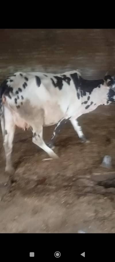 Desi cow for sale