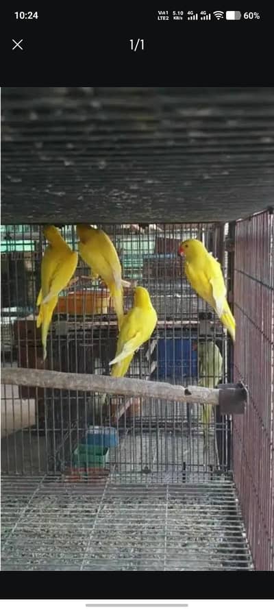 yellow parrot pair available
