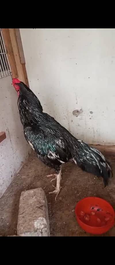 Clifton gizri