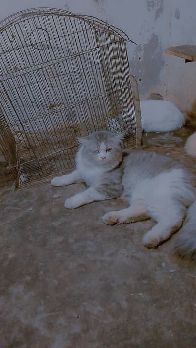 parshain cat long coted Male