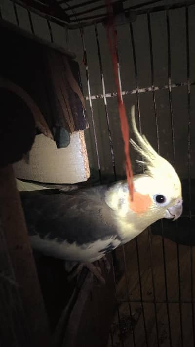"Beautiful Healthy Cockatiel Parrot for Sale" rate negotiable