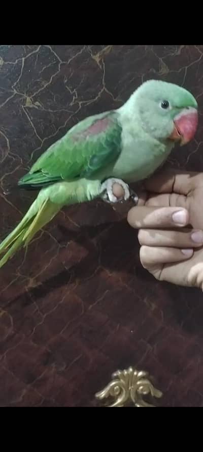 raw parrot