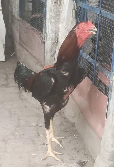 burmi pakoya
