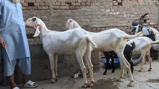 Rajanpuri Bakrian for sale