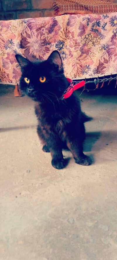 black triple Coted persion male