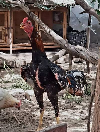 1 Aseel  Murga & 4 hens