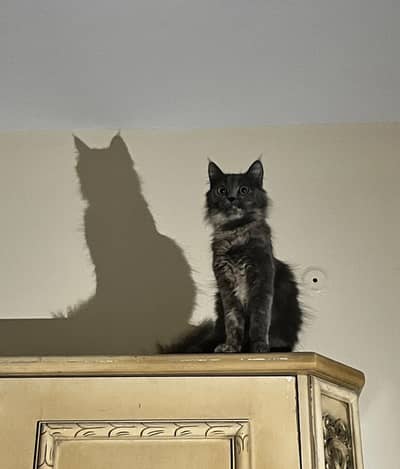 black/grey color cute adult cat