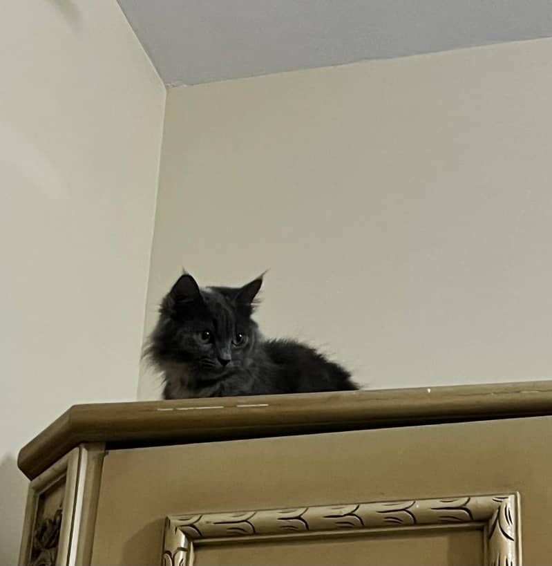 black/grey color cute adult cat - Cats - 1115853793