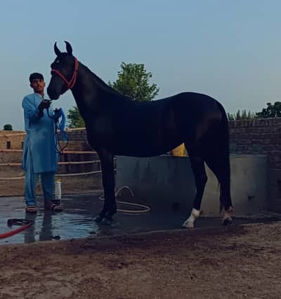 pregnant saral wacheri pure ravi breed  hight 61