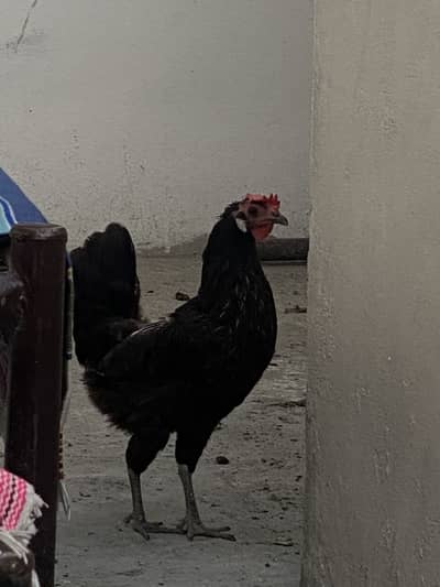 3 murgiya 1 murga he or aik khudda