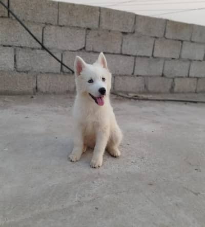 White Siberian husky