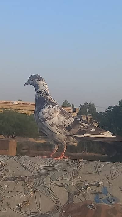 4 pigeons