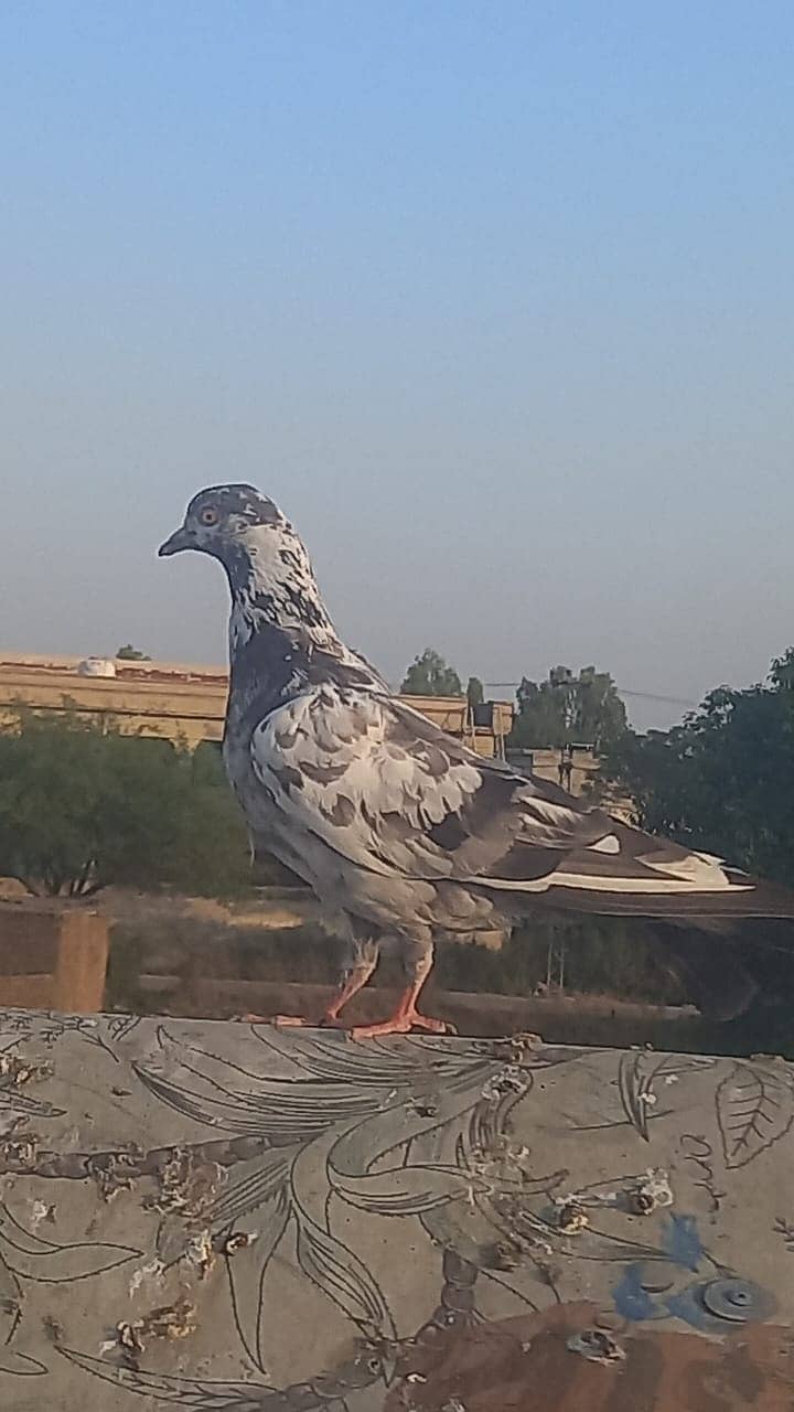 4 pigeons 0