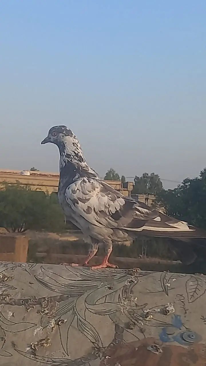 4 pigeons