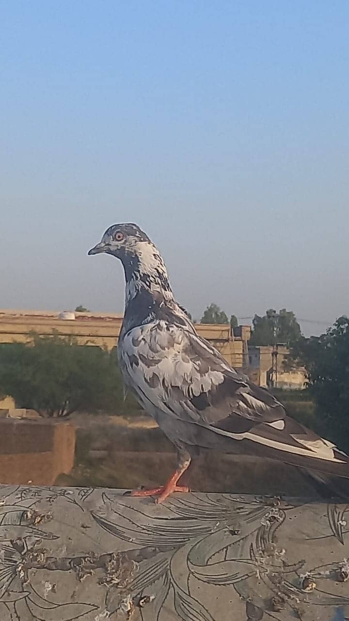 4 pigeons 1