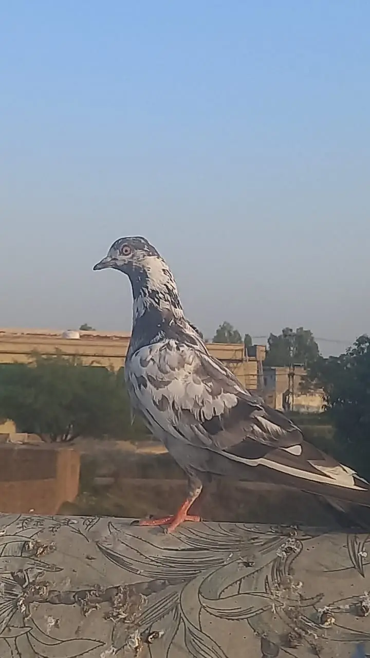 4 pigeons — photo 2