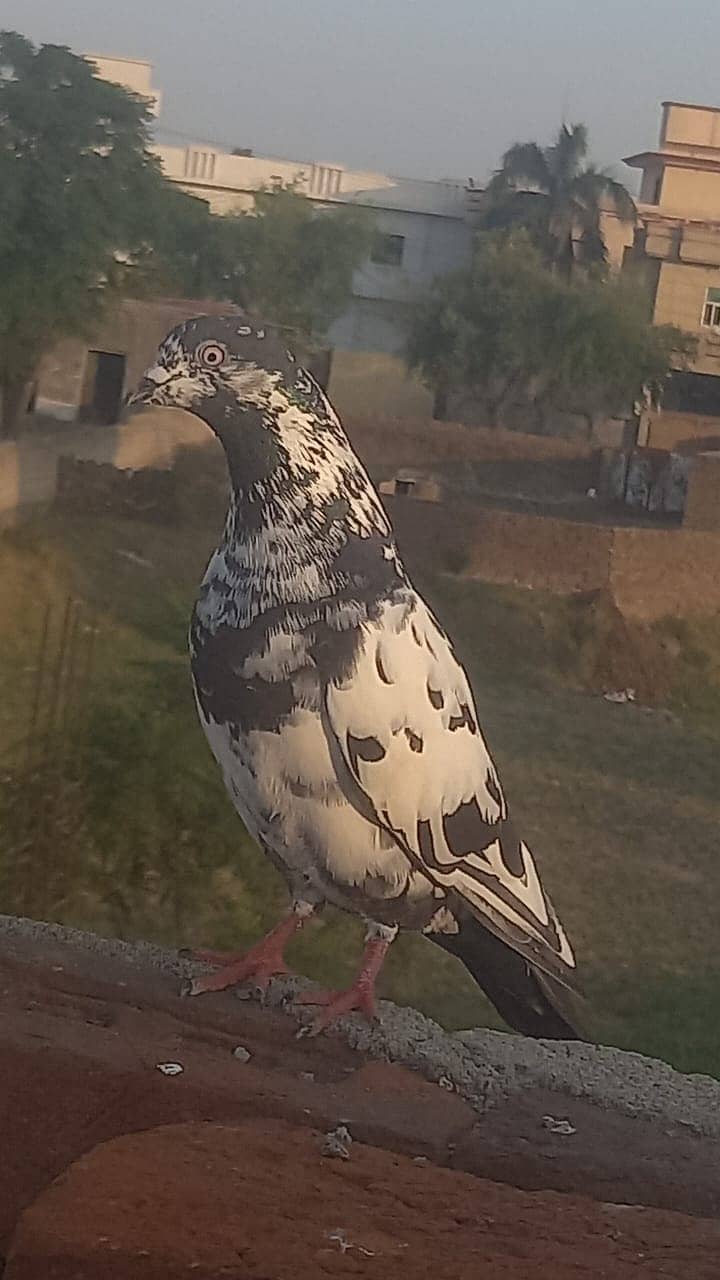4 pigeons 3