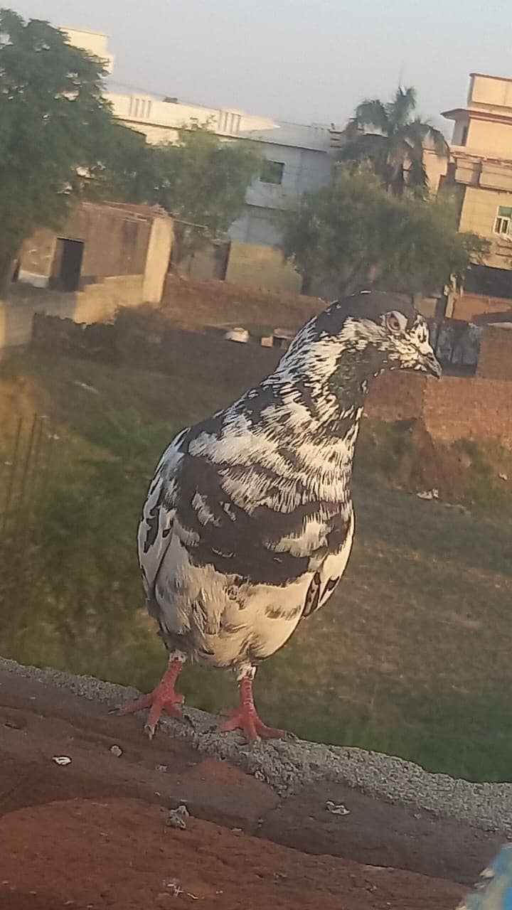 4 pigeons 4