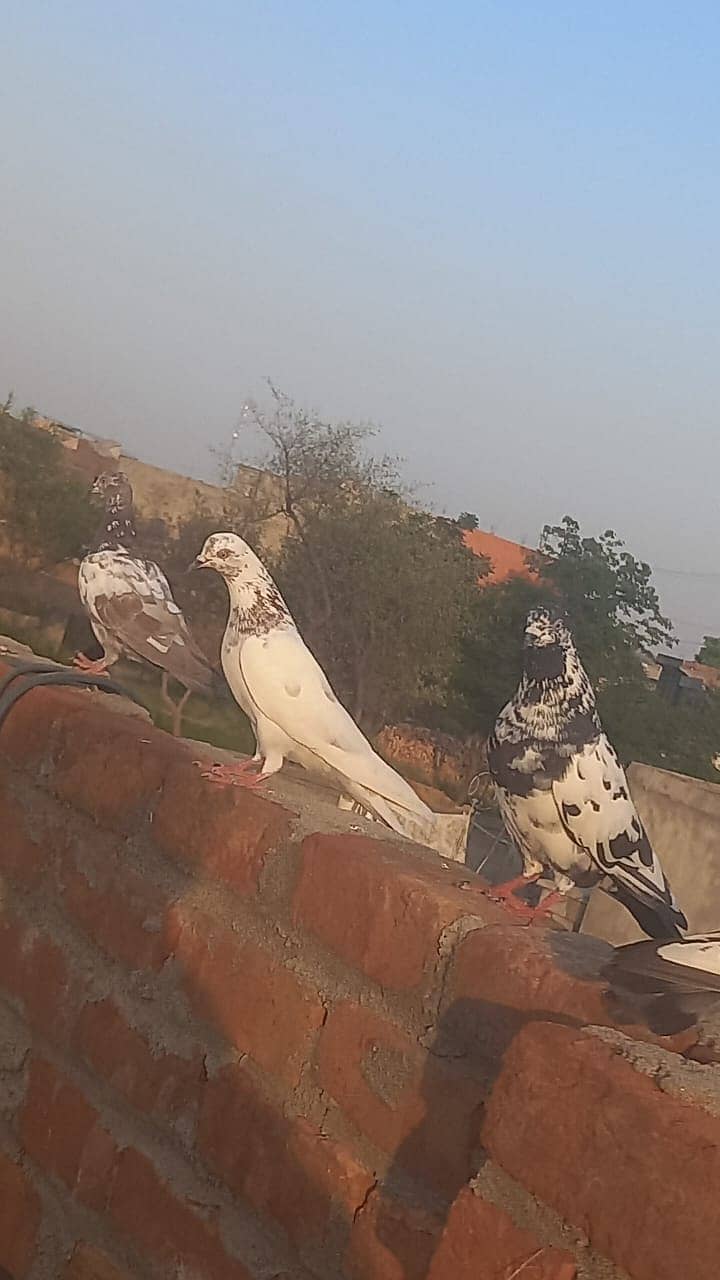 4 pigeons 6
