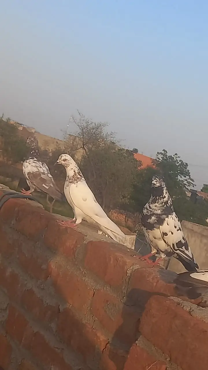 4 pigeons — photo 7