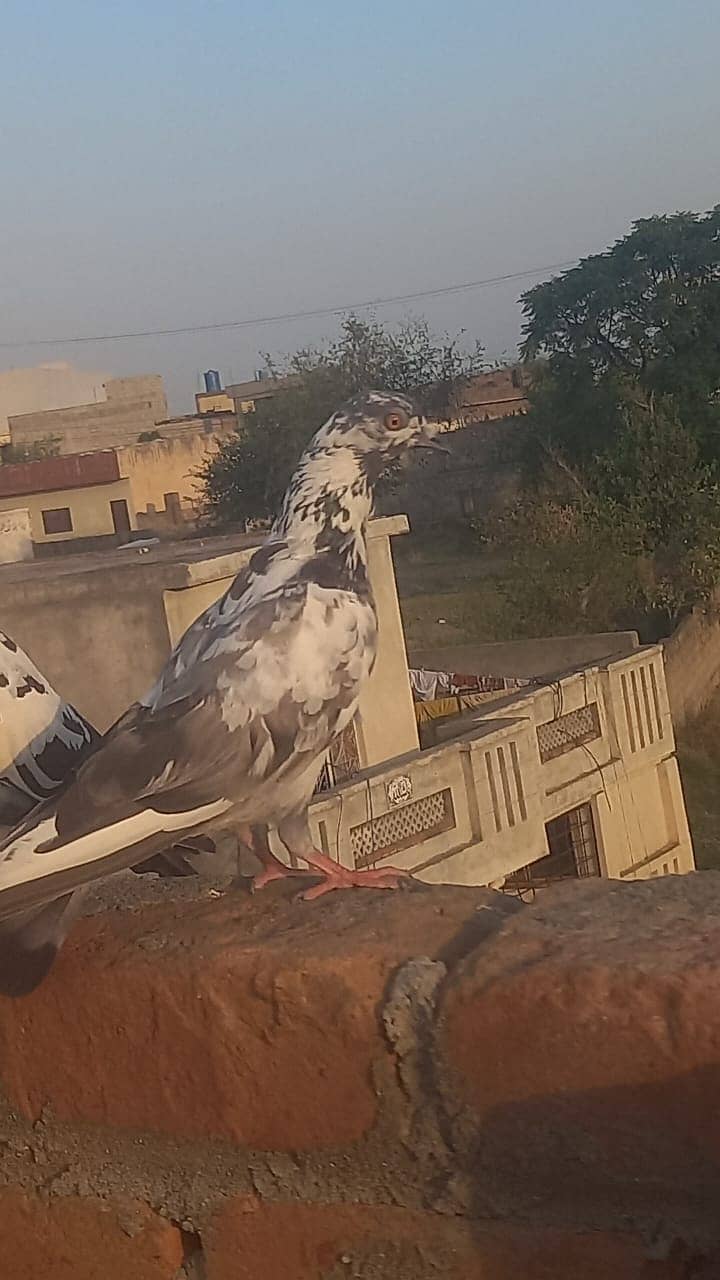 4 pigeons 7