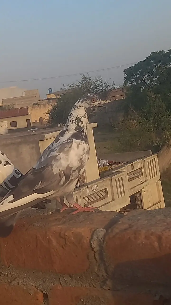 4 pigeons — photo 8