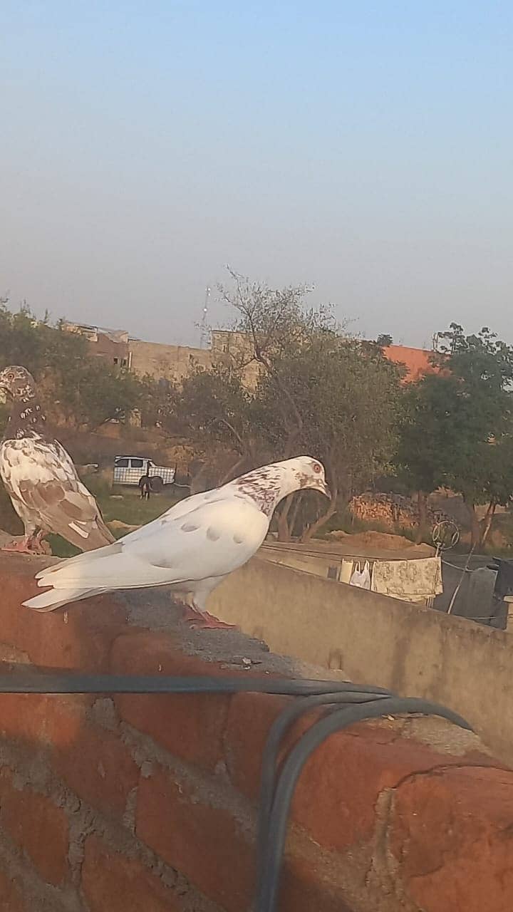 4 pigeons 8