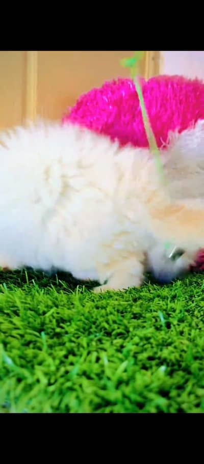 Persian cat for sale male or female my WhatsApp331=43=72136