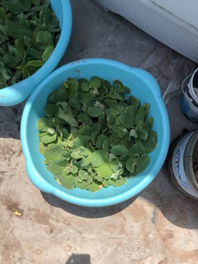 Plants for sale